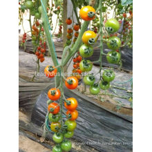 TY03 Huangjin f1 hybride ronde jaune cerise tomate graines à effet de serre